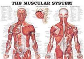 Lastly, it makes work easier. Anatomy Wallpapers Artistic Hq Anatomy Pictures 4k Wallpapers 2019
