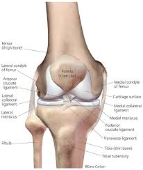 25.12 cruciate and collateral ligaments in flexion and extension right knee, anterior view. Knee Joint Front View 1a Image License Carlson Stock Art
