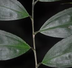 Image result for Dracaena laxissima