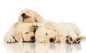 Check spelling or type a new query. é»„é‡'çŒŽçŠ¬ å¤§çºªå…ƒ