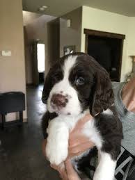 Maybe you would like to learn more about one of these? Litter Of 4 English Springer Spaniel Puppies For Sale In Cedar Hill Tx Springer Spaniel Puppies English Springer Spaniel Puppy English Cocker Spaniel Puppies