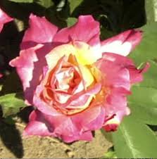 Each large creamy bloom is heavily flushed with crimson. Plantfiles Pictures Hybrid Tea Rose Kordes Perfecta Rosa By Mavierose