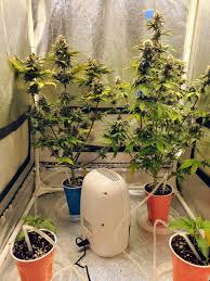 Solo cups how much water needed to fill. My Scaled Down Grow Op Four Autos In Solo Cups Growing In 2x2 Tent Autoflowers