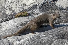 Indian grey mongoose or common grey mongoose is the most common species of mongoose found in forest, open fields and around human settlements. Cape Gray Mongoose Wikipedia