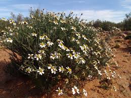 Image result for Phymaspermum