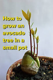 Stop Buying Avocados Here S How You Can Grow An Avocado Tree In A Small Pot At Home Avocadobaum Ziehen Avocado Pflanze Und Avocado Baum