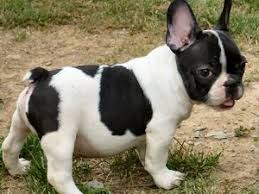 At this time, they were popularly called bouledogue francais. French Bulldog Puppies Mix Pets Lovers