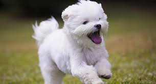 maltese dog breed information center the ultimate fluffy