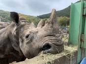 国内最高齢シロサイ死亡@伊豆 A.K : ごきげんよう 犀たち