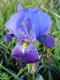 Blue Bearded Iris Iris Violet Flower Essential Oils