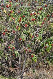 Image result for Solanum giganteum