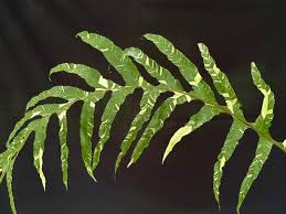 Image result for Drynaria