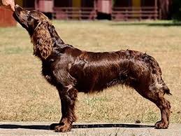 Image result for německý křepelák postava