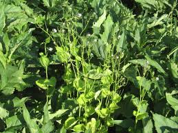 Image result for Setaria petiolata