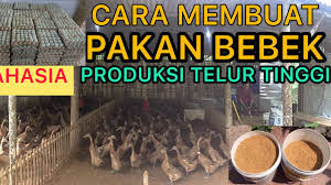 Adapun karakteristik itik alabio menurut (wikipedia) bahan pakan sumber protein yang sangat disukai oleh itik dalam bentuk segar adalah ikah rucah. Cara Membuat Pakan Itik Protein Tinggi Produksi Telur Tinggi Bebek Petelur Sehat Viral Youtube