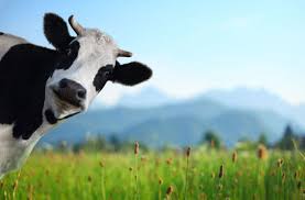 South africa's ruling african national congress (anc) has selected cyril ramaphosa to succeed president jacob zuma as the party's leader. Invest In Cattle And Earn Between 13 And 15 Got R500 No Farming Required