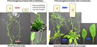Maybe you would like to learn more about one of these? Researchers Examine Mechanism Determining Plant Height And Leaf And Seed Size