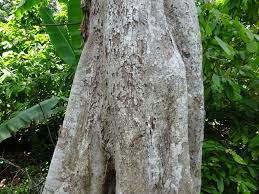 Image result for Nesogordonia