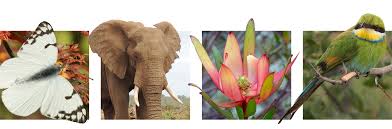 Image result for Nephrangis filiformis