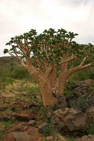 Image result for Cyphostemma barbosae