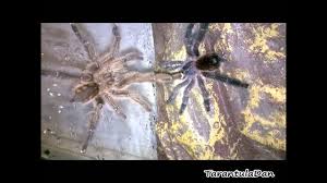 Ybyrapora diversipes is a species of spider in the family theraphosidae found in brazil. Must See Tarantula Breeding Ybyrapora Diversipes 2 Youtube