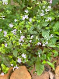 Image result for Elephantopus