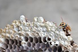 Hornets Nest Images Free Vectors Stock Photos Psd