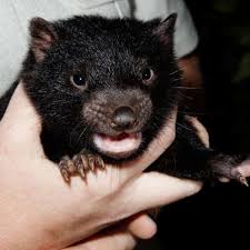 El demonio de tasmania sí existe, pero si crees que gira, necesitas leer esto. Demonio De Tasmania El Diabolico Posible Salvador De Los Humanos Ciencia Peru21
