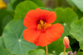 Image result for Tropaeolum majus