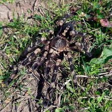 Image result for Centema subfusca