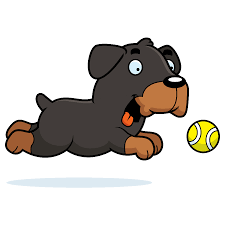 A vigorous play session tends to be the most. When Do Rottweilers Calm Down Dog Breeds List