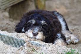 Big dog breeds are somewhat more likely to have serious inherited health problems like hip dysplasia, heart problems, and cancer than smaller dog breeds. 12 Absolutely Adorable Dog Breeds With Curly Hair The Dog People By Rover Com