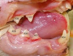 We prefer that if you post photos, it be of your own cat(s) or one(s) you haha no worries! Dental And Oral Diseases Veterian Key