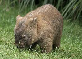 Wombat Wombat Pictures Images Photos Wombat Cute Baby Animals Wombat Pictures