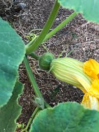 Plant spacing varies depending on vine type. My First Kabocha Squash Growing In My Garden Gardening
