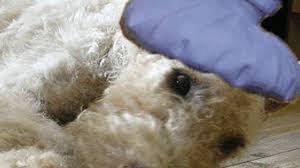 If your goal is to create vibrant health for your animals i invite you to tune in to my podcast. About Using Colloidal Silver For Dogs Hubpages