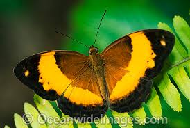 australian butterflies photos pictures images