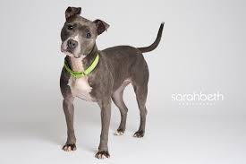 Since then, underdog rescue mn. Pet Project Rescue Mn Petscare