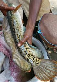 Golden cobra snakehead feeding 1080 hd duration. Channa Barca Hamilton 1822 By Apurba Bhuyan On 20 August 2017