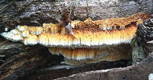 Image result for Pycnoporellus alboluteus