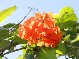 The flowers attract butterflies as a nectar source. Geiger Tree Scarlet Accordia Project Noah
