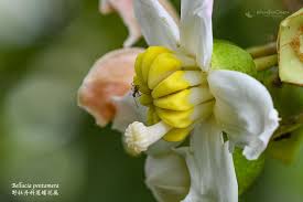 Image result for Bellucia pentamera