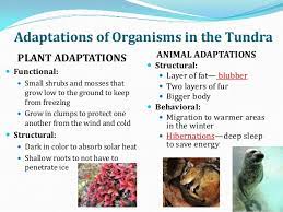 Animal Plant Adaptations For Kids