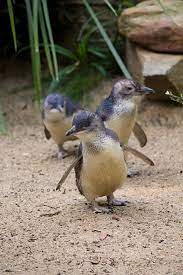 Fairy Penguins Under 16 Inches Full Grown Smallest Breed Of Penguin Australian Native Animals Australian Animals Pet Birds