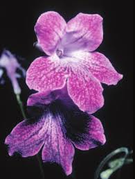 Image result for Streptocarpus montis-bingae