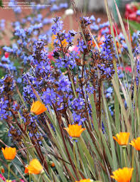 Image result for Aristea