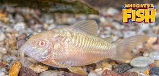 Albino Cory Catfish Who Gives A Fish