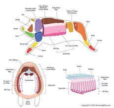 Pork Cuts Explained
