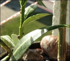 Image result for puklice na orchideích obrázek