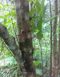 Buahnya dapat dimakan segar atau diolah menjadi selai. Tumbuhan Flacourtia Rukam Azril Rofiq